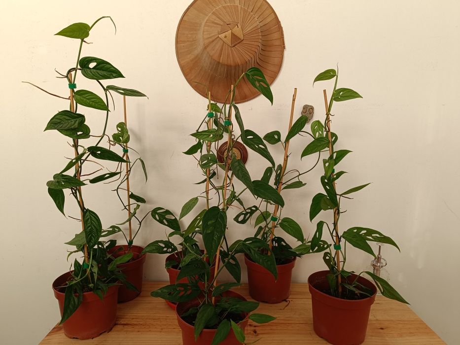 Monstera adansonii var. narrow