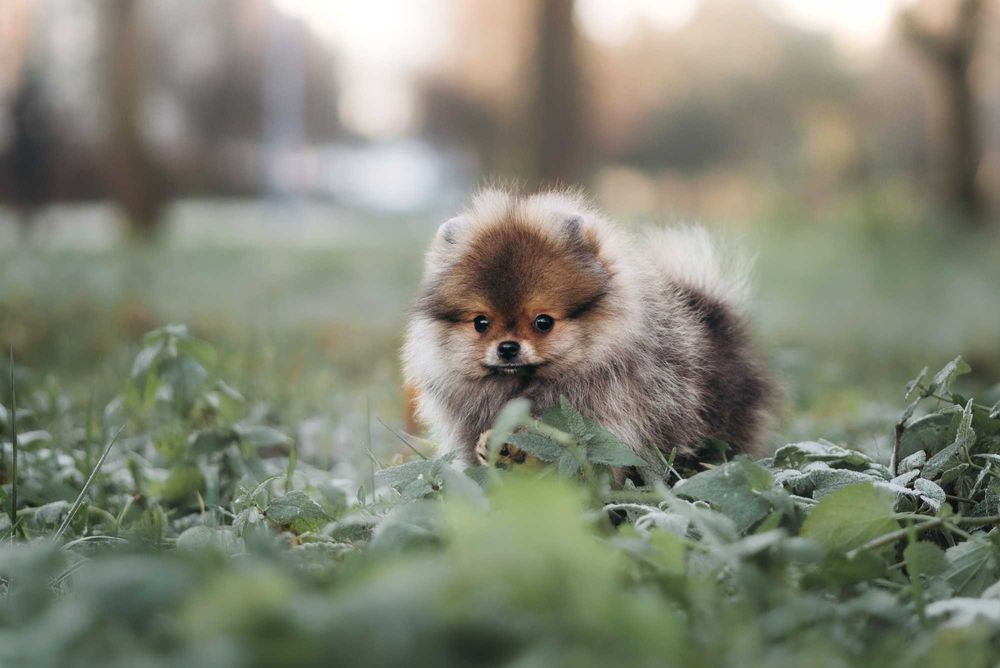 Ексклюзивні померанські шпіци соболь-оранж — мініатюрні малюки