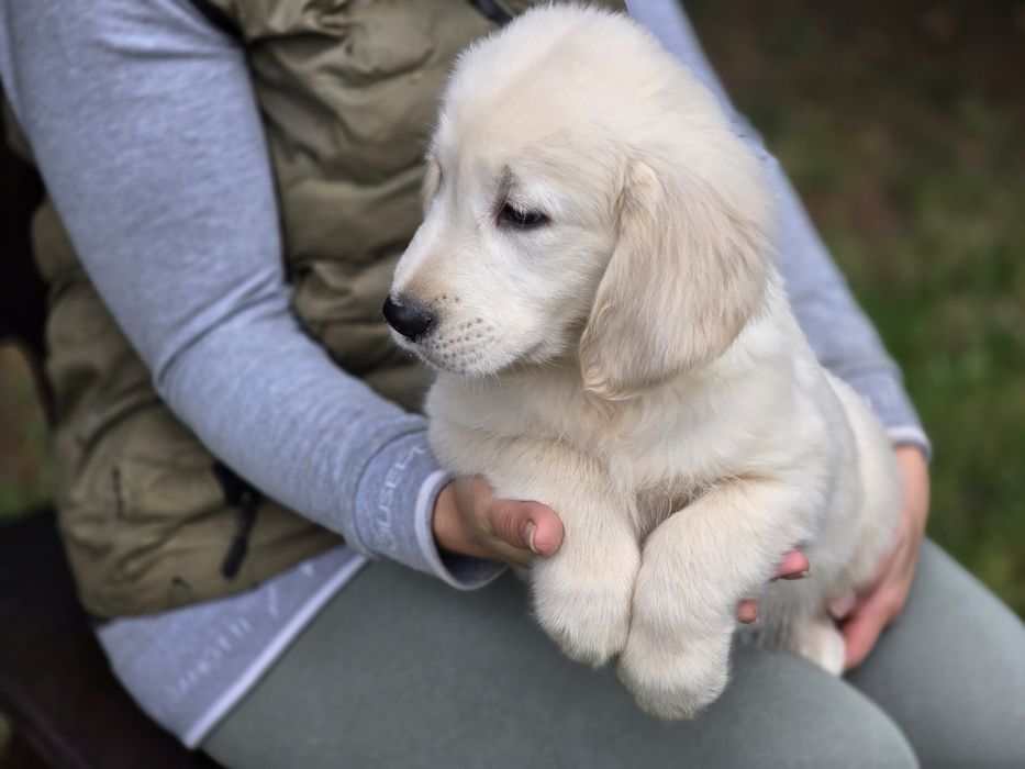 Golden retriever szczeniak Możliwość wyrobienia  paszportu!!!