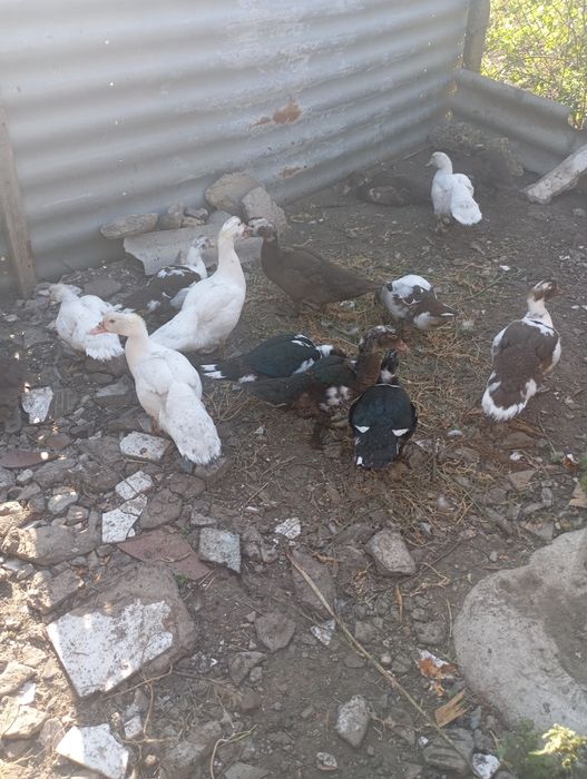 Продам уток 2місячних та 4місячних