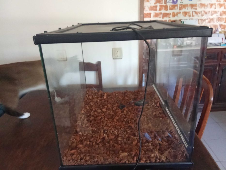 Terrario répteis