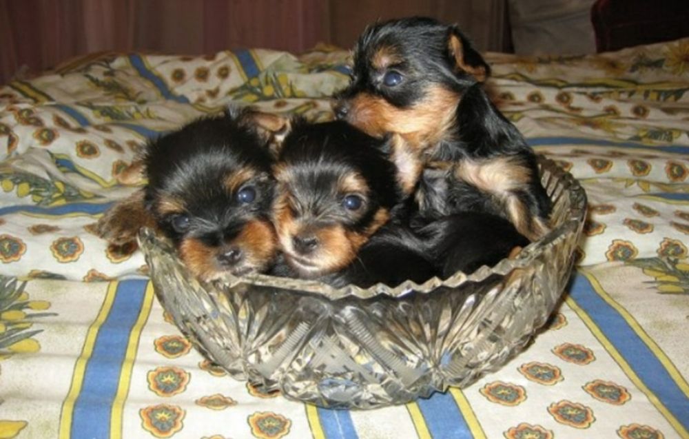 Дівчинка та хлопчик йокрширські тер'єри