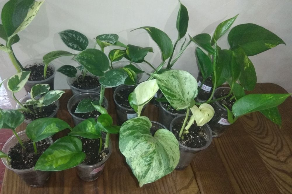 Продам Сциндапсуси 10 сортів