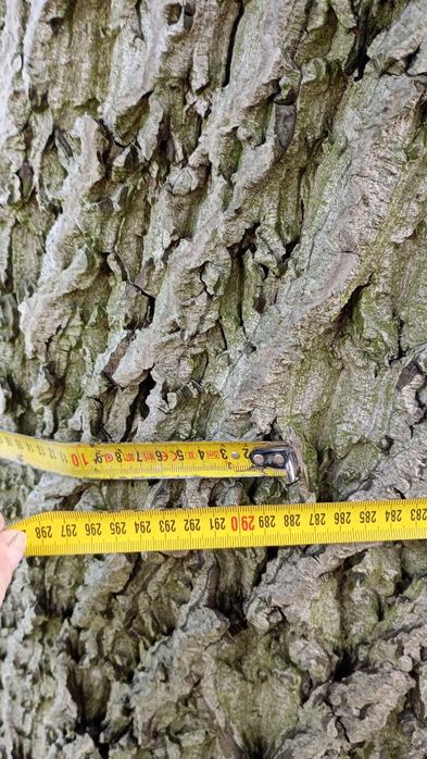 Drzewo orzech ŚCIĘTE na deski blaty stoły średnica ok 94 cm,