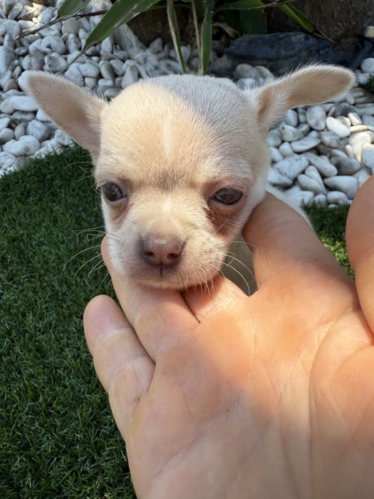 Chihuahua miniatura olhos azuis