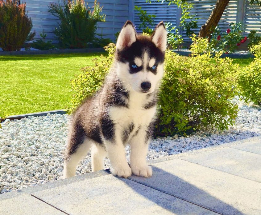 Szczeniak Siberian Husky rodowód ZKwP FCI Champion Puppy Pedigree