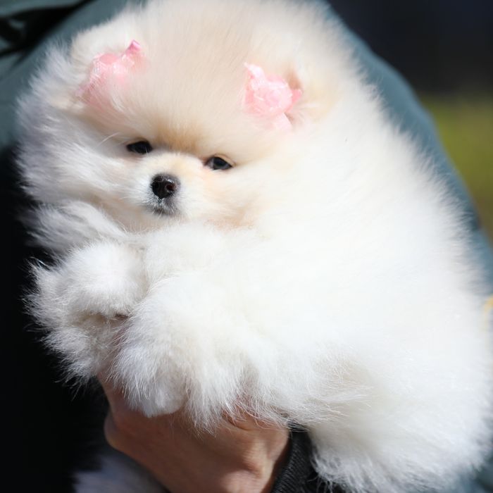 Неймовірні померанці