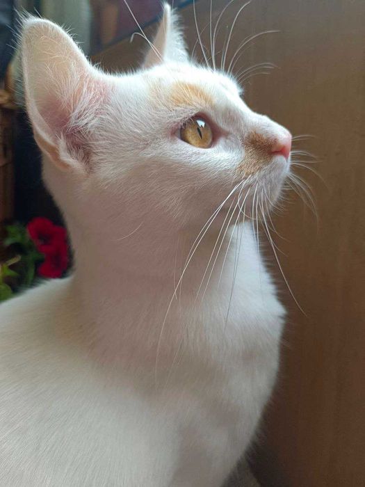 Ласкавий котик 1 рік, кастрований.