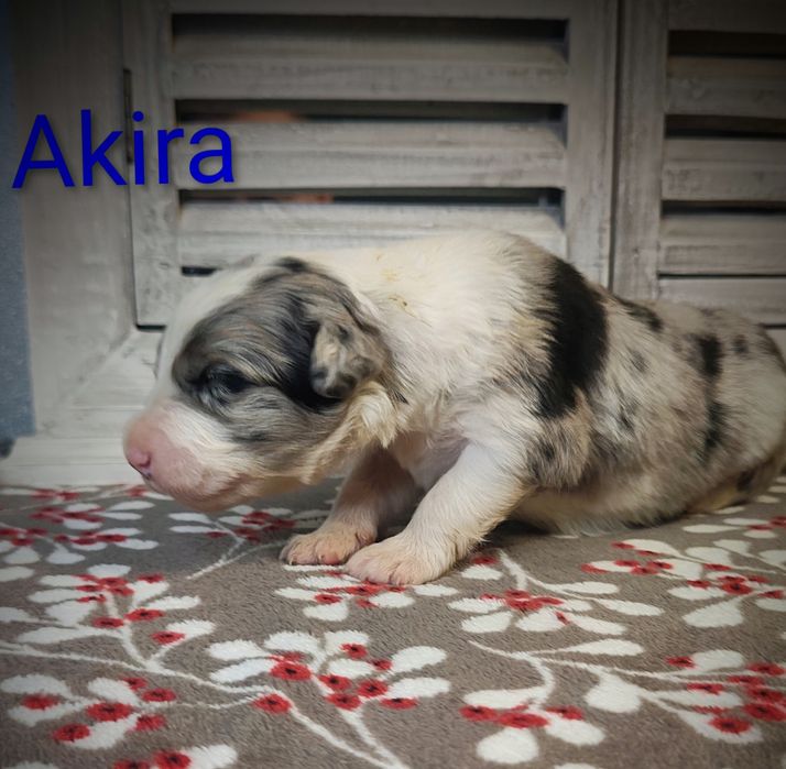 Border collie piesek Blue merle przebadani rodzice