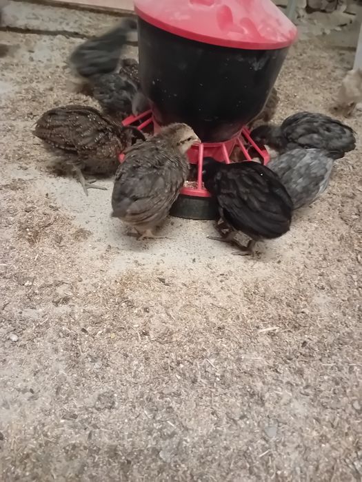 Kury arucany naturalnie ekologiczne pisklaki araucany kury