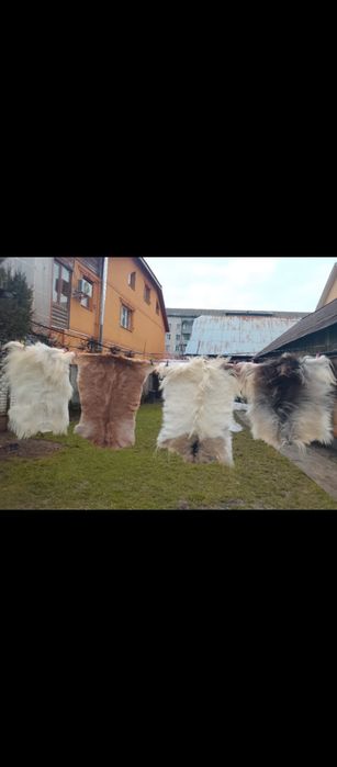 Шкури коза овечка  різні від 400грн