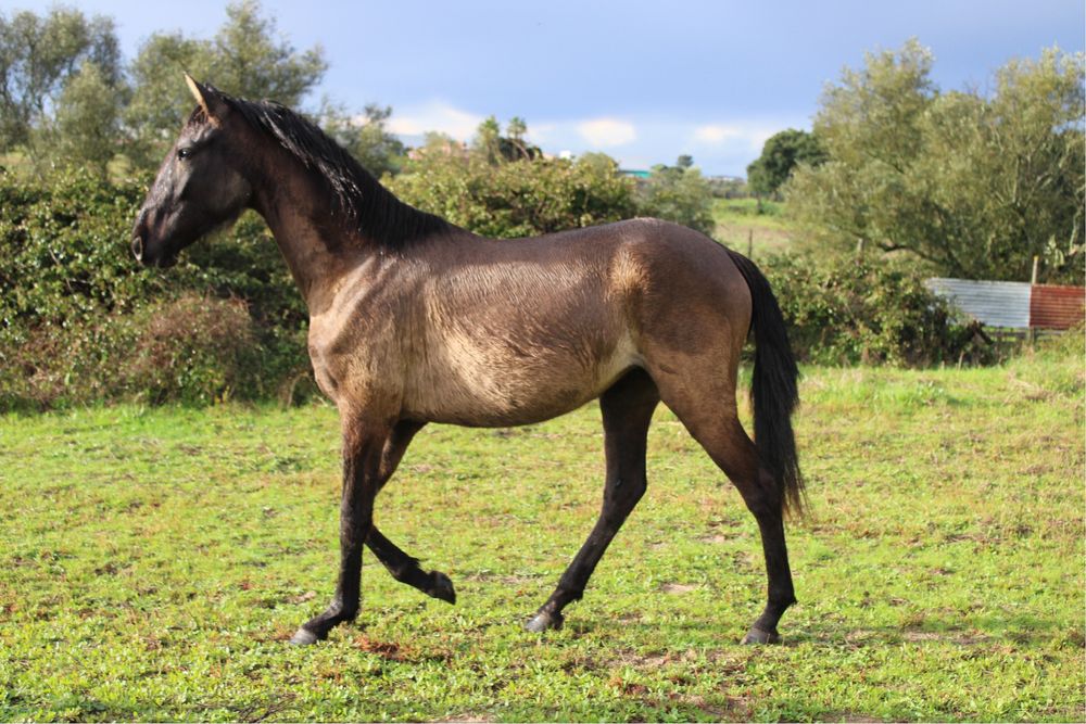 Égua Lusitana Preta