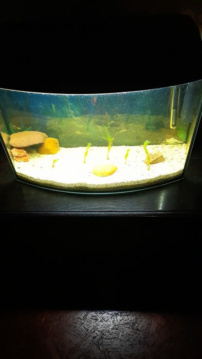 Akwarium  60 litr.