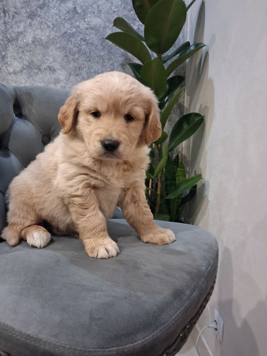 „Przepiękny piesek Golden Retriever