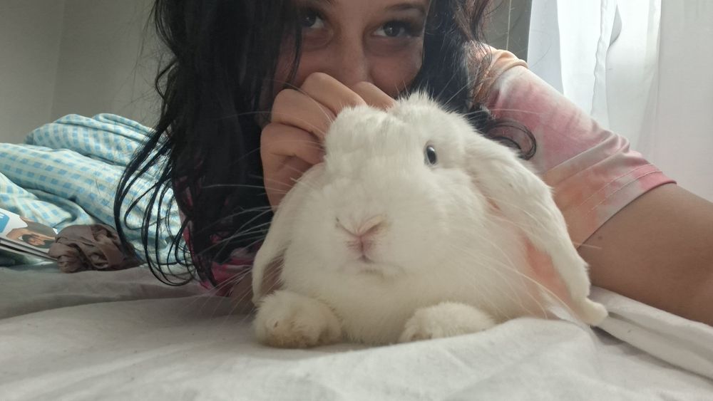Króliś rasy mini lop