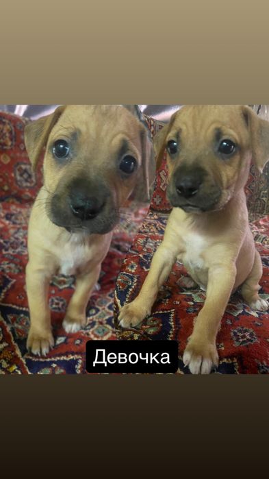 Щенки ,переводняк от Стаффорда,возможна доставка по Украине детали в описании