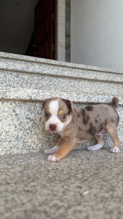 Chihuahua cor merle