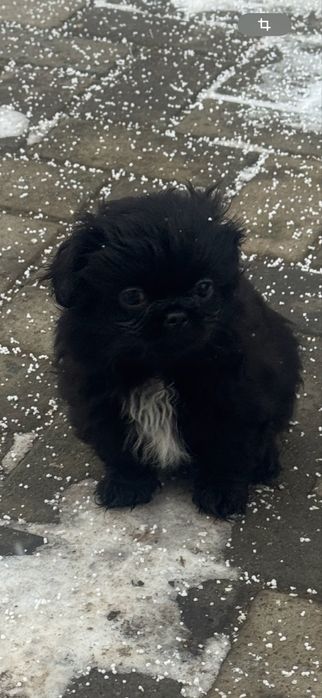 Продаються пекінесики