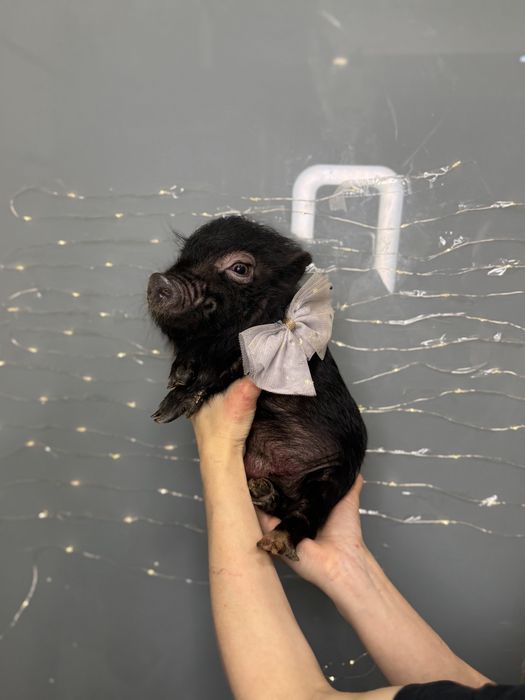 Красунчик міні піг Шварц Піггер