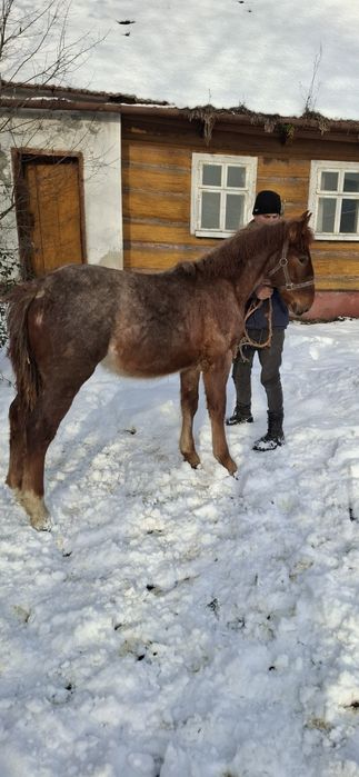 Deres slezky norick**