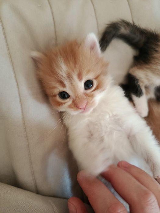 Котята (бронь) в добрые руки