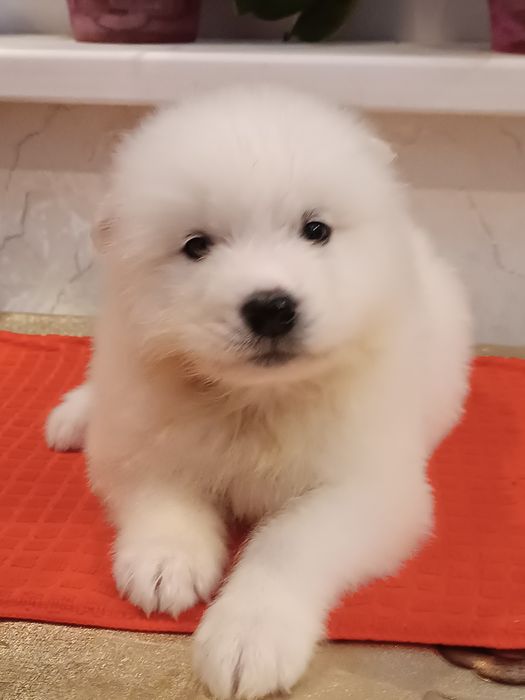 Цуценята самоїда