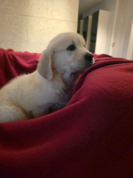 Golden retriever com lop, afixo e de linhagens de multicampeões