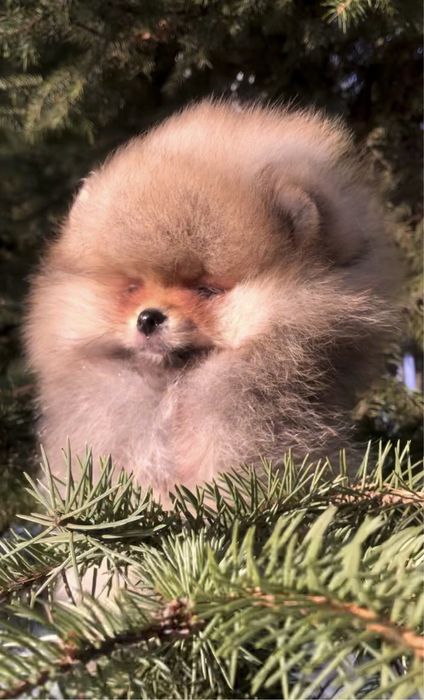 Хлопчик шпіц. КСУ.