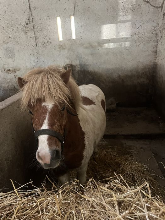 Ponei 4 anos mini cavalo