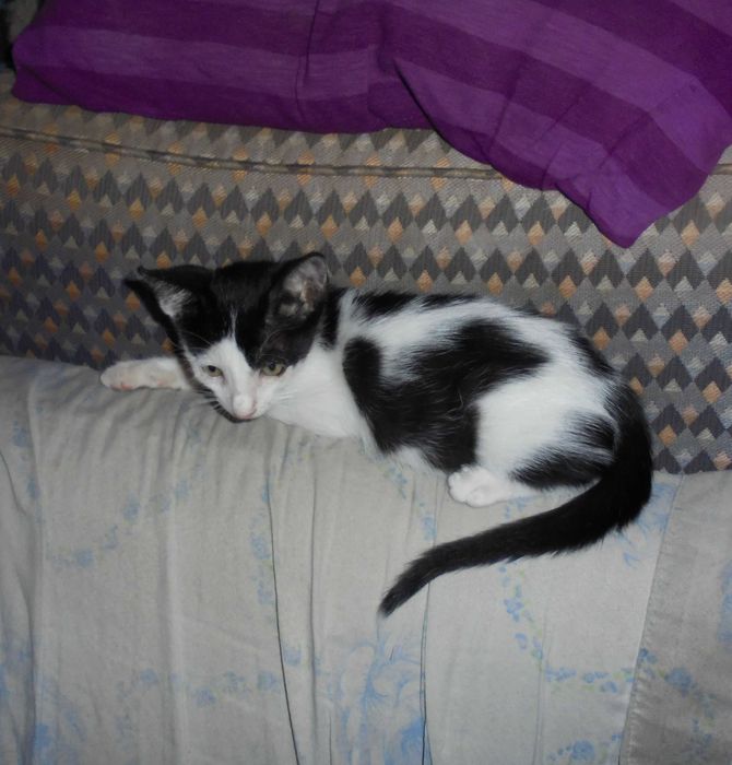 Gatinho para adopção