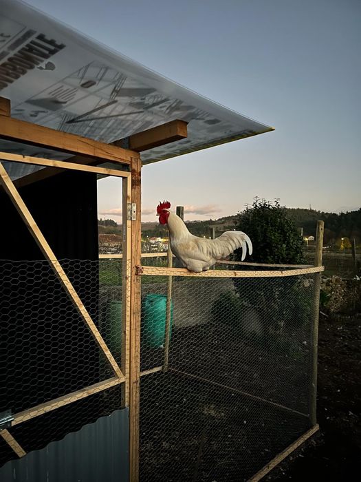 Ovos caseiros Biologicos