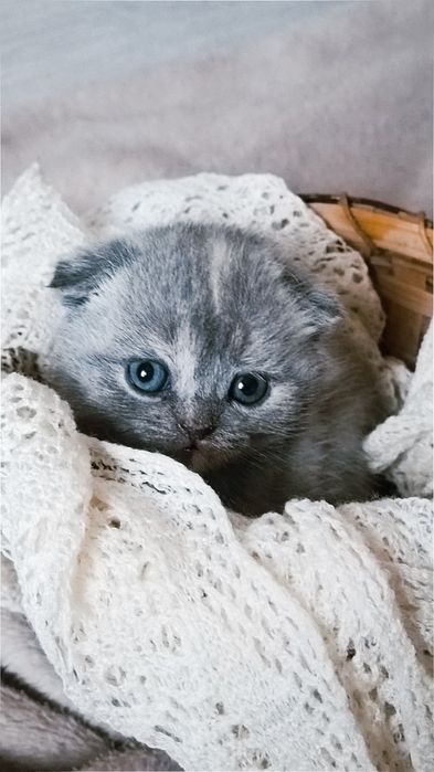 Кошенята шотландські