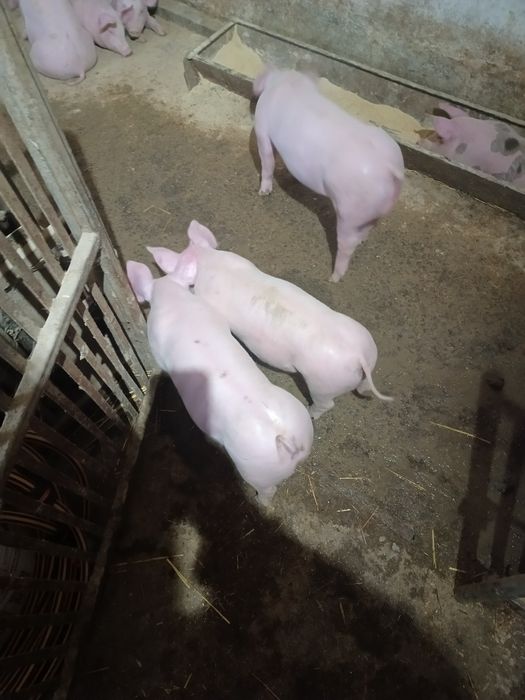 Поросята ландрас+ петрен