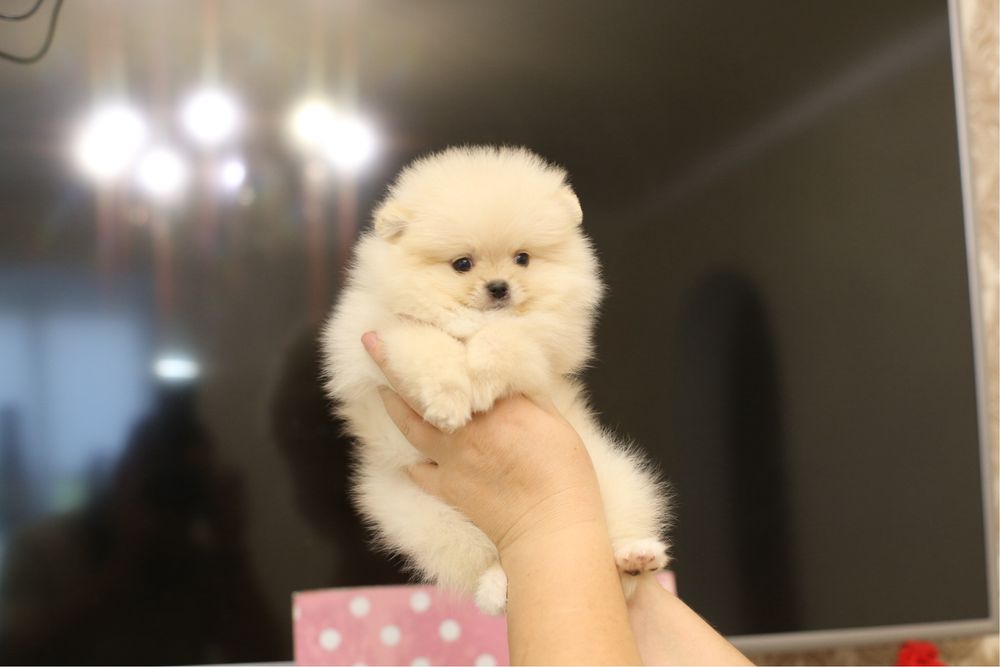 Дівчинка крем померанський шпіц