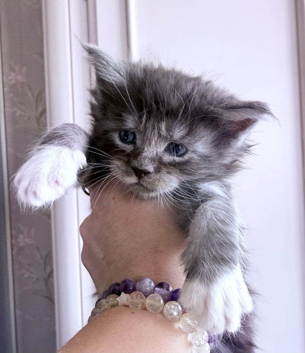 Розкішний велитень мейн кун MAINE COON рідкісний срібло