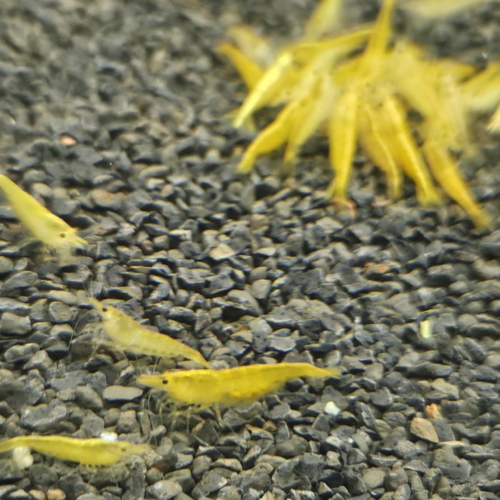 Neocaridinas yellow neon