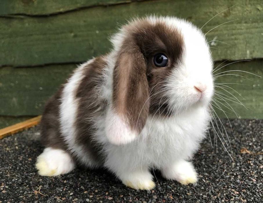 KIT Coelhos anões mini loop, belier super meigos e inteligentes