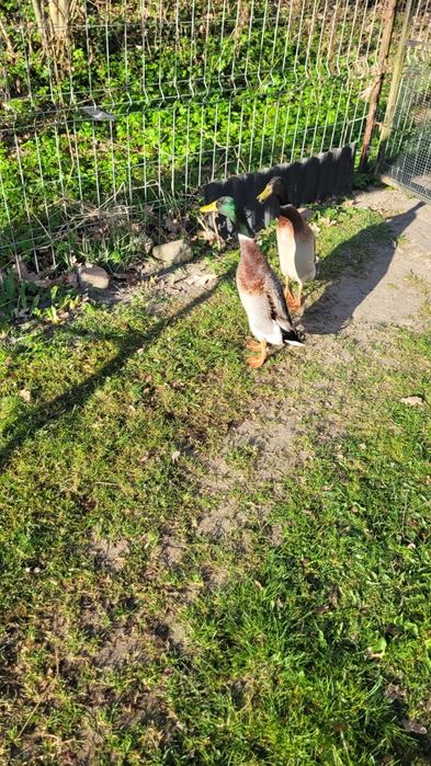 Kaczki biegusy sprzedaż/zamiana