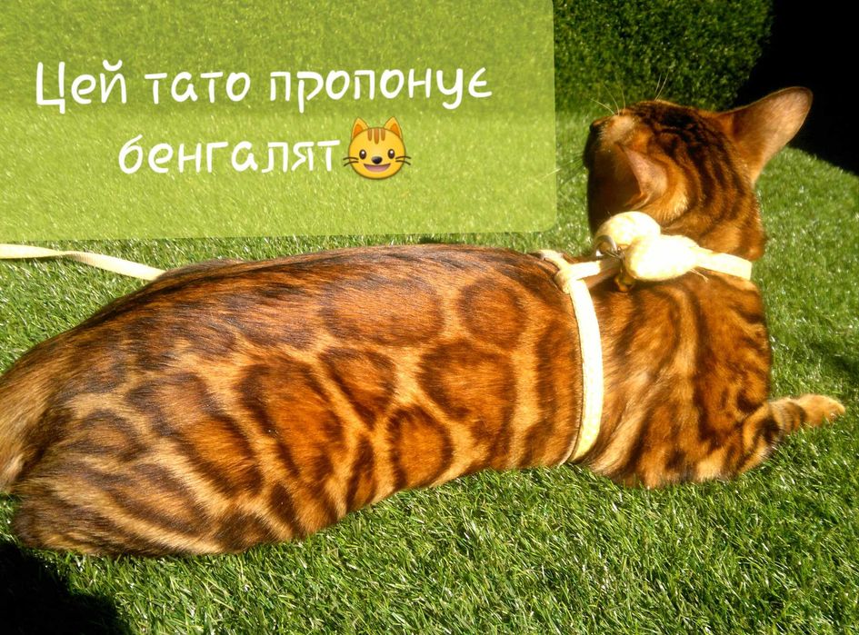 Щас під бронь. Елітні бенгалята від елітного тата