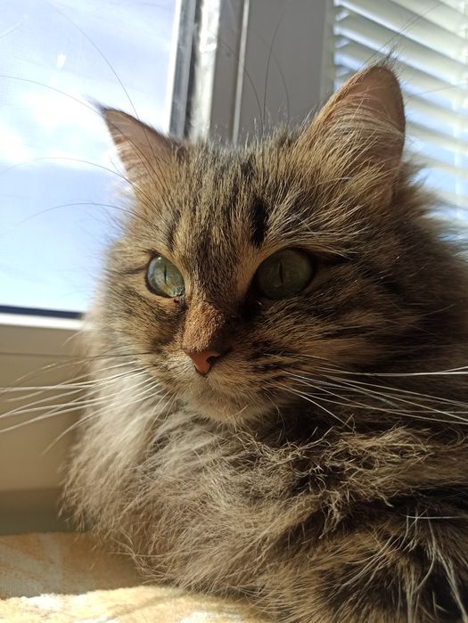 Загубилась кішечка