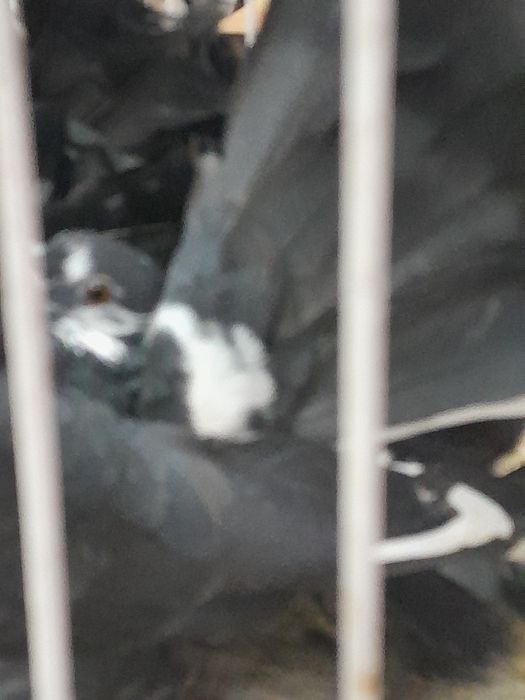 Para pawiki nowy typ