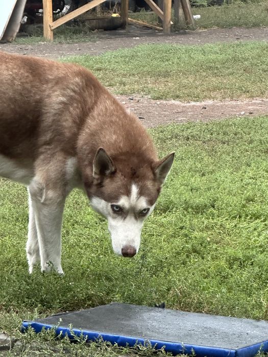 Вязка сибірський хаскі