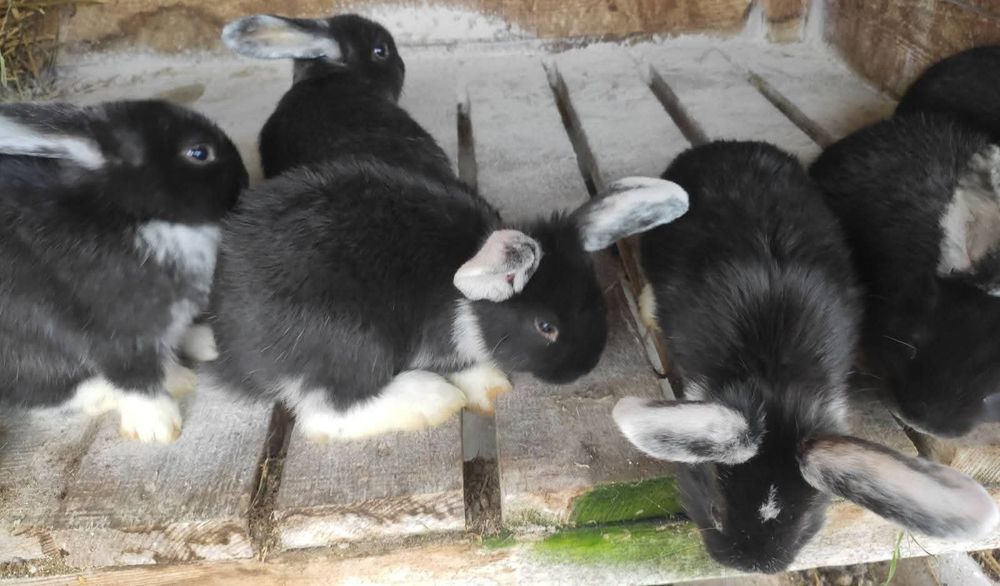 ЗЗмінять місце проживання кролики