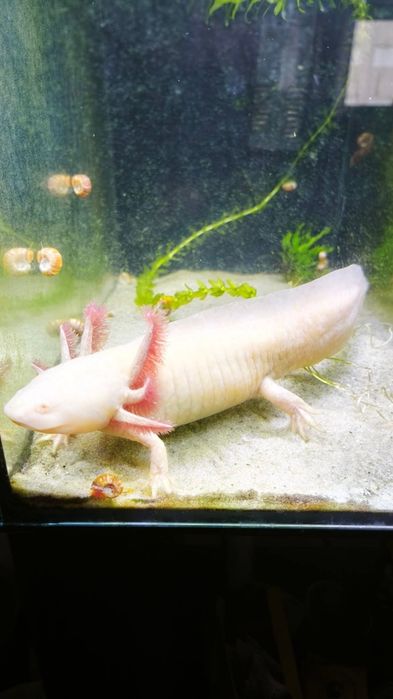 Axelote Albino Adulto Fêmea