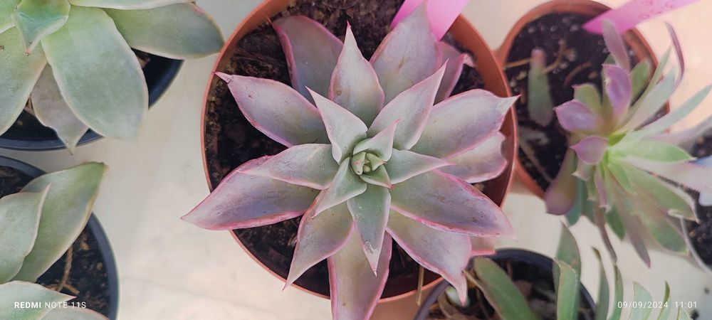 Suculentas pouco comuns