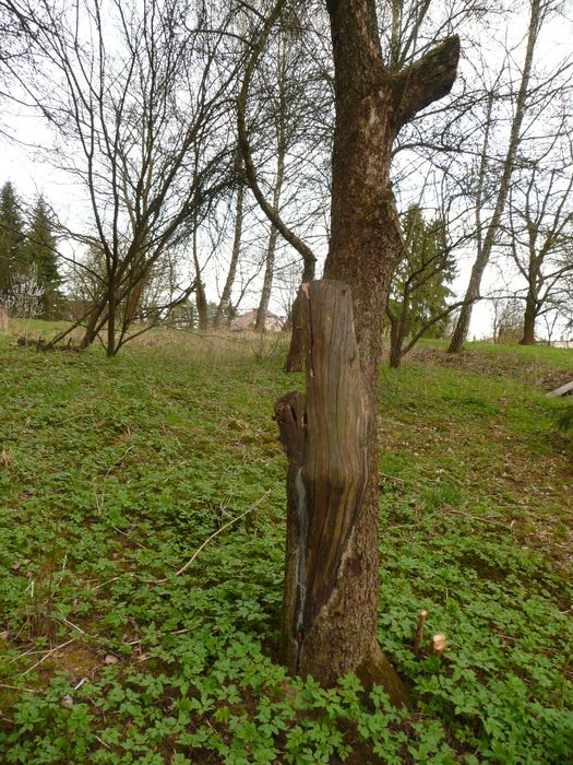 drewno owocowe owocowe itd.