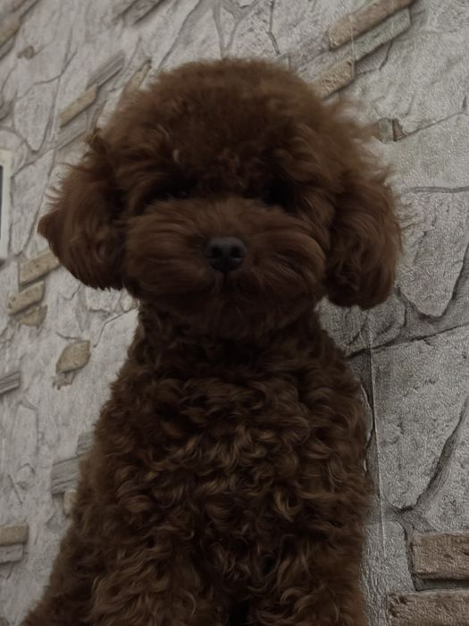 Вязка той-пуделя