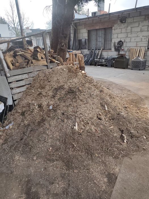 Oddam trociny świeże