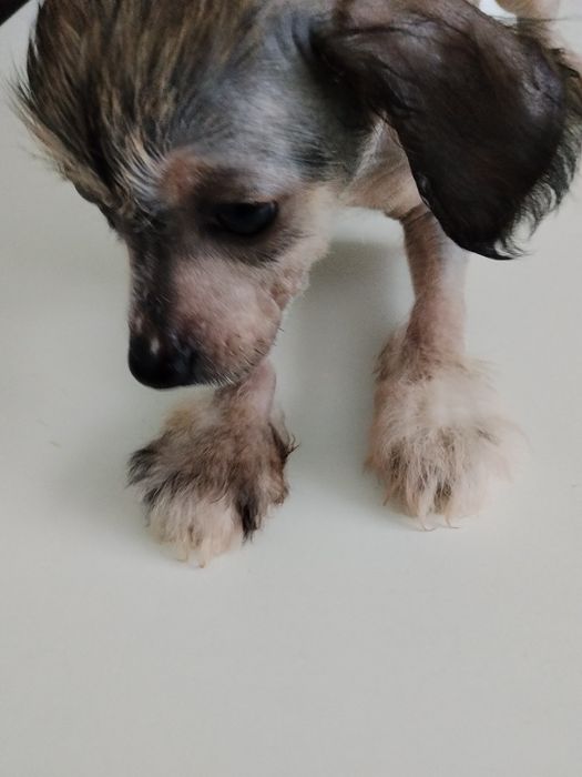 Щенки хохлатой китайские