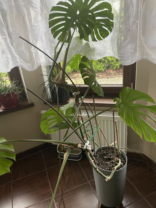 Monstera kwiat olbrzymia zadbana